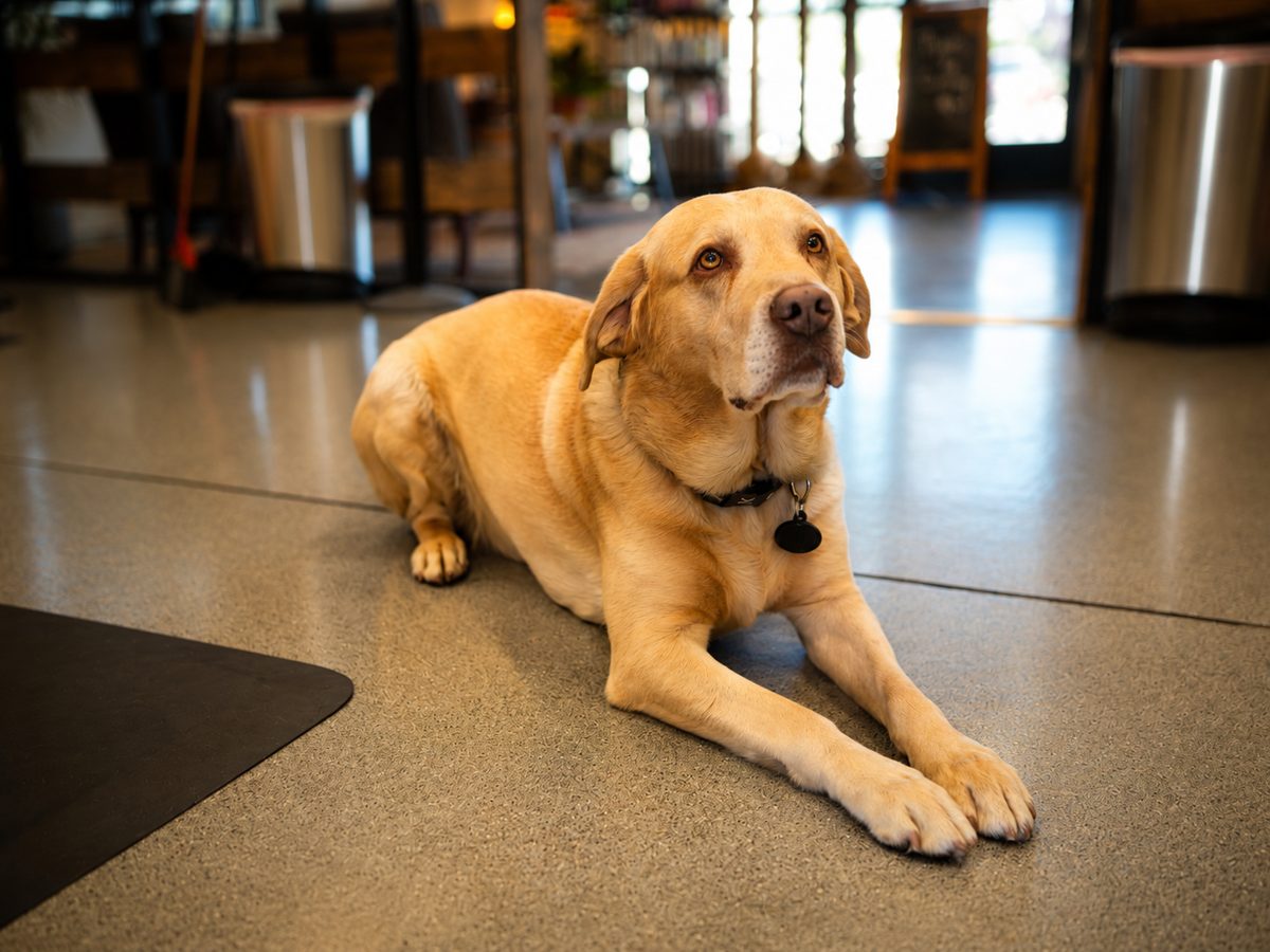 TeamClips' friendly shop dog resting on the salon floor
