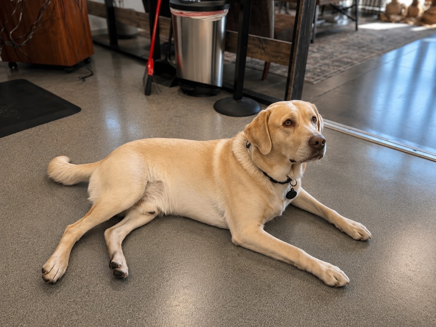 The TeamClips shop dog, the salon's four-legged mascot, relaxing by the chair